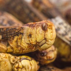 Jiminis Grasshopper ehető sáskák fekete bors fűszerezéssel 10g